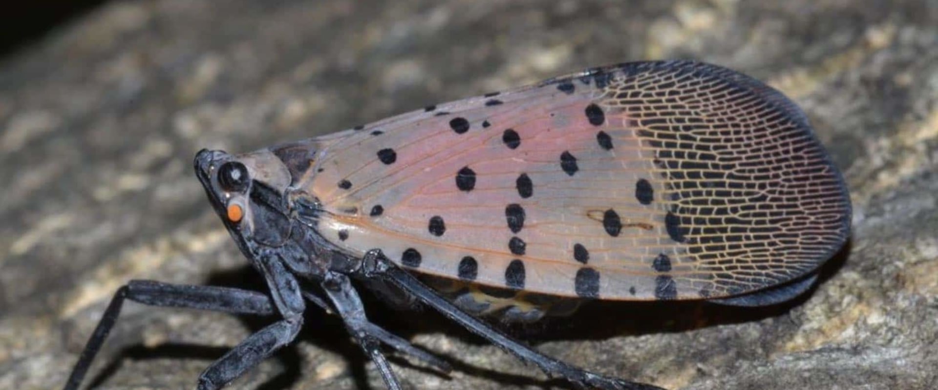 The Government in Central Pennsylvania: Exploring the State Insect of ...